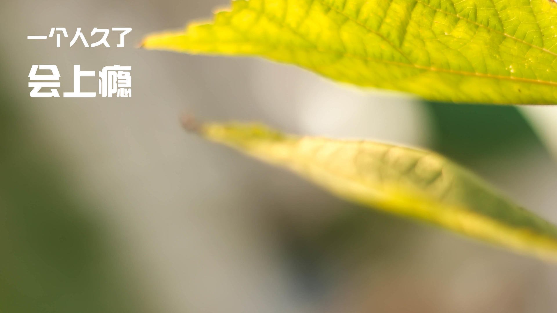 世界杯焦点战与国内篮球反差,当美加墨成为世界中心,上海队为何遭遇火箭式碾压?