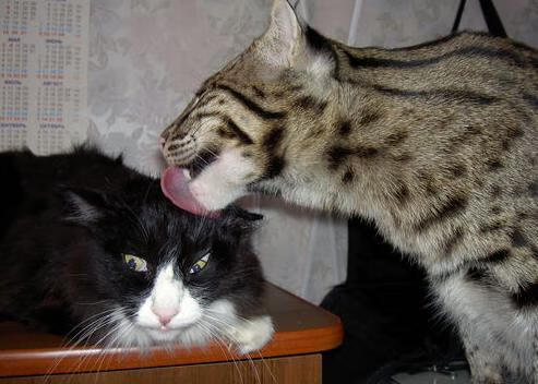 锡安主宰比赛走向，勇士冲垮新疆队